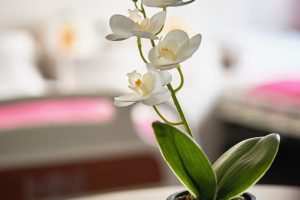 Τετράκλινο δωμάτιο στο γηροκομείο Ίριδα Αγία Παρασκευή με προσεγμένη διαρρύθμιση