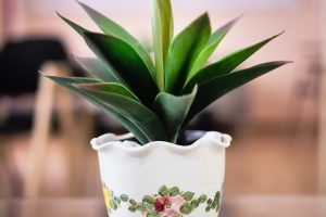 Καθιστικό για φιλοξενούμενους στη μονάδα Centaurea Χολαργός